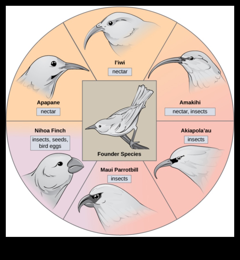 Beakonomics 3.0: Evolutionary Adaptations Across Bird Species