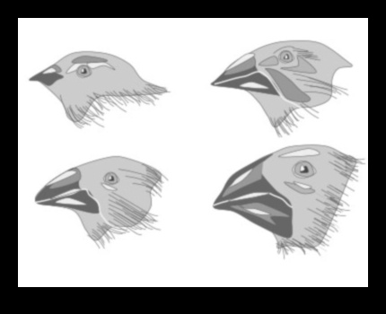 Beakonomics 4.0 Innovative Beak Designs in Evolution 1