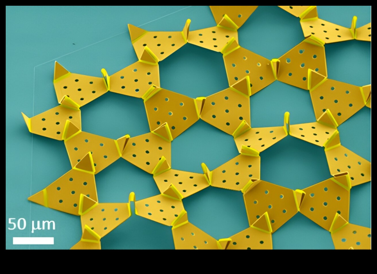 Beakonomics 4.0: Innovative Beak Designs in Evolution