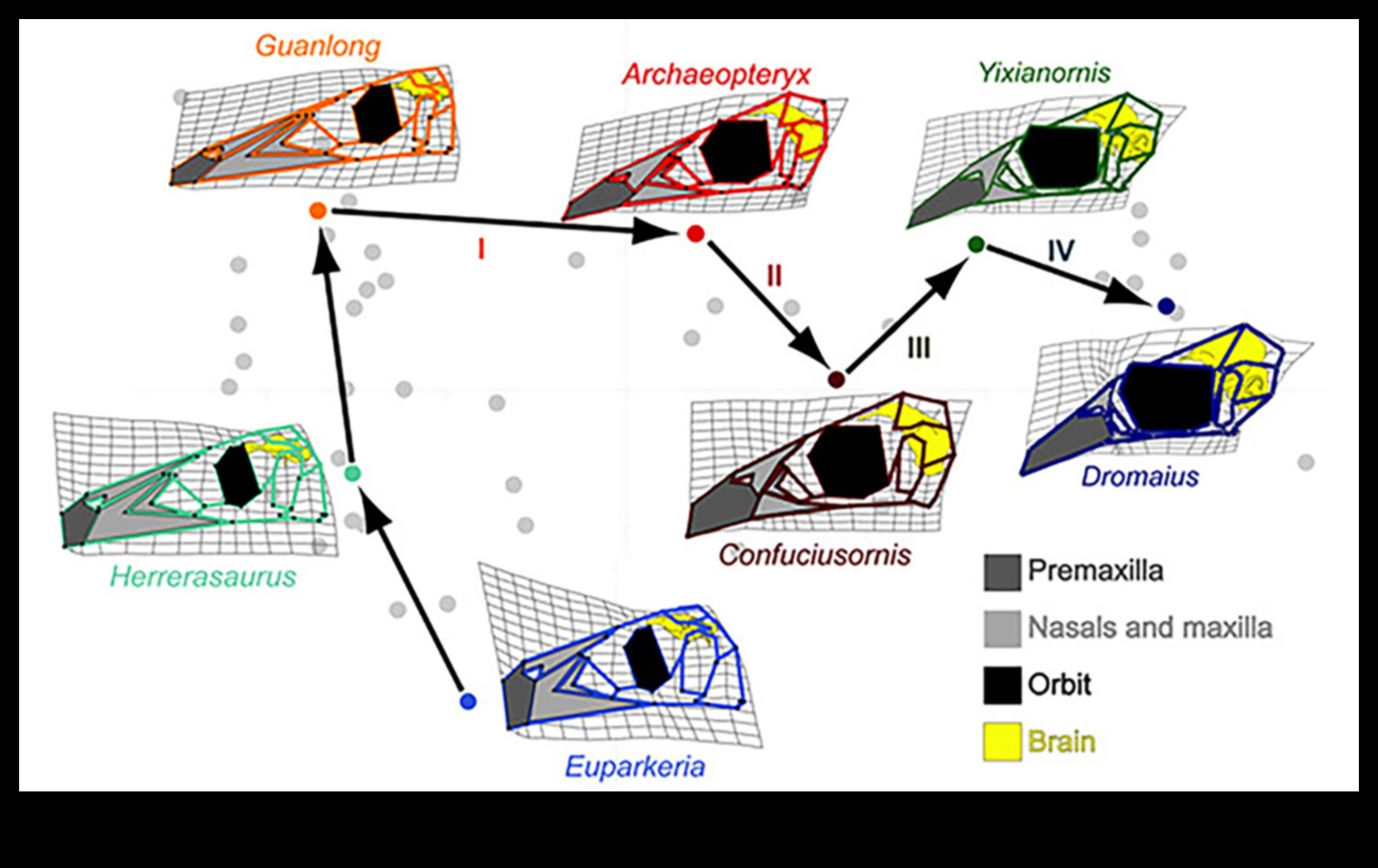 Beakonomics 4.0: Innovative Beak Designs in Evolution