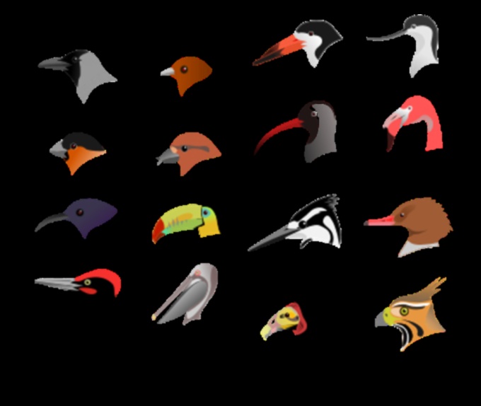 Beakonomics 5.0 Evolutionary Marvels in Avian Beak Diversity 1