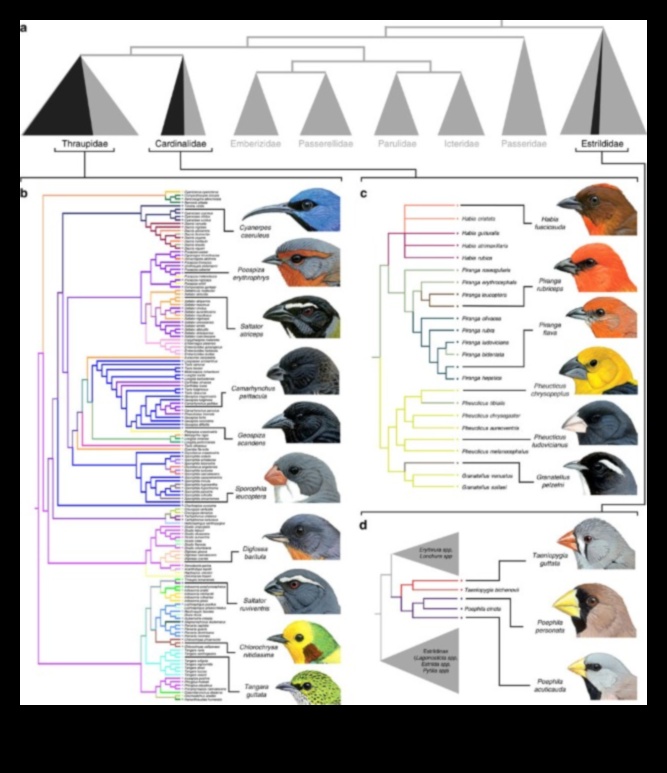 Beakonomics 5.0: Evolutionary Marvels in Avian Beak Diversity
