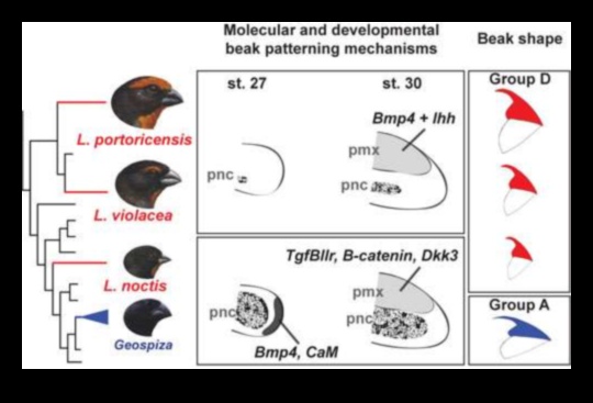 Beakonomics 5.0: Evolutionary Marvels in Avian Beak Diversity