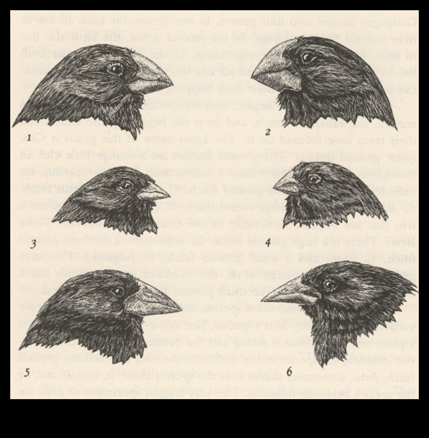 Beakonomics Continued: The Adaptive Evolution of Bird Beaks