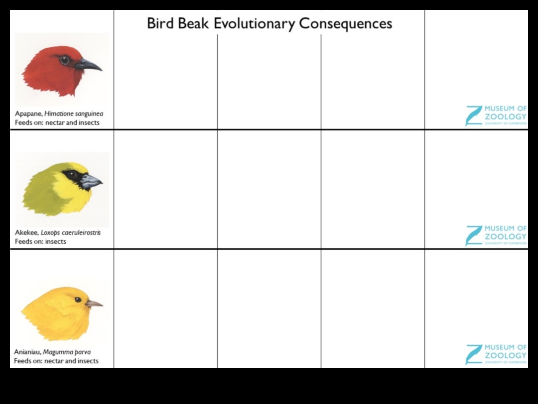 Beakonomics Continued: The Adaptive Evolution of Bird Beaks