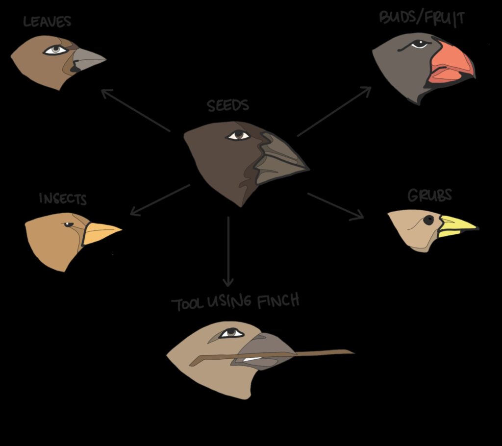 Beakonomics Understanding How Birds Use Their Beaks for Survival 1
