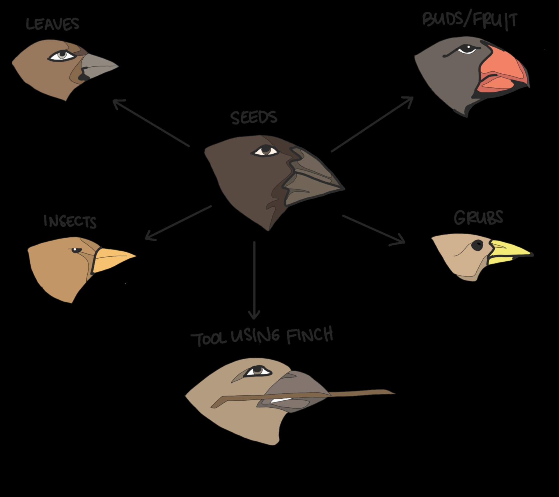 Beakonomics: Understanding How Birds Use Their Beaks for Survival