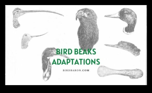Beakonomics: Understanding How Birds Use Their Beaks for Survival