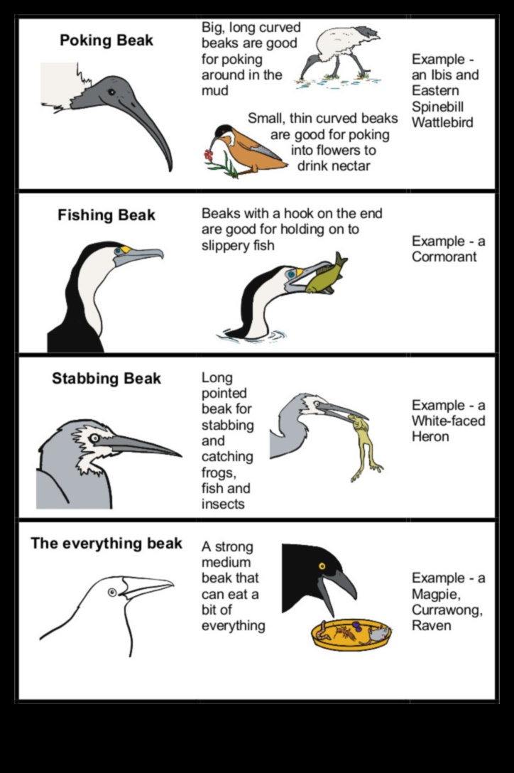 Beakonomics: Understanding How Birds Use Their Beaks for Survival