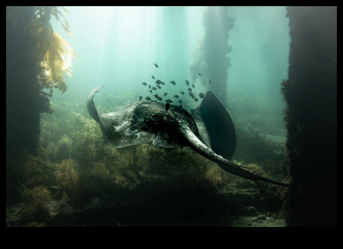 Beneath the Surface: The Beauty of Underwater Photography