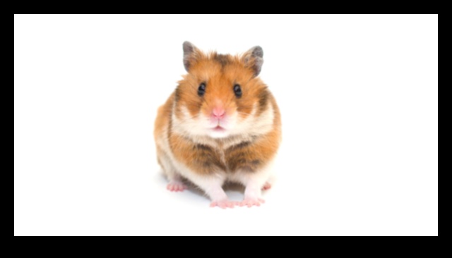 Beyond the Basics Advanced Tips for Hamster Care Enthusiasts 1