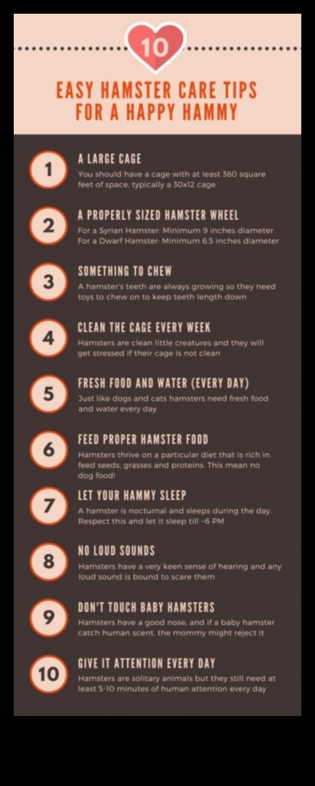 Beyond the Basics: Advanced Tips for Hamster Care Enthusiasts