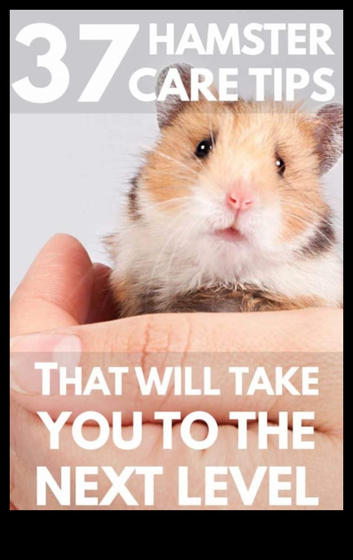 Beyond the Basics: Advanced Tips for Hamster Care Enthusiasts