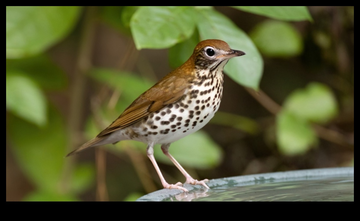 Bird Conservation Chronicles: Efforts to Protect Endangered Species