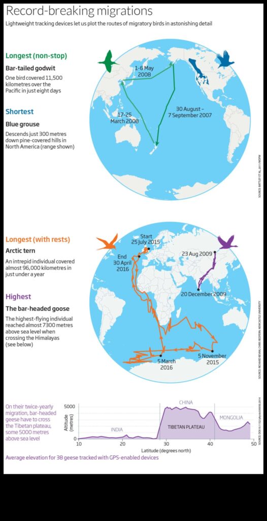 Bird Migration Continued Tracking the Longest Journeys 1