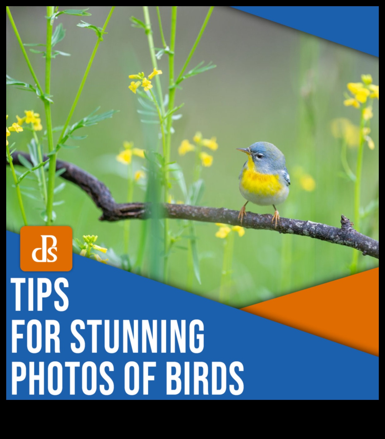 Bird Photography 101: Tips for Capturing Stunning Bird Images