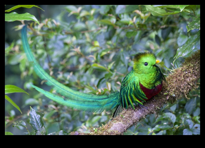 Birder's Bucket List: Must-See Birds Around the World