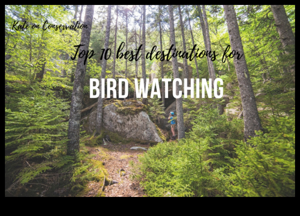 Birder's Paradise: Top Destinations for Bird Watching