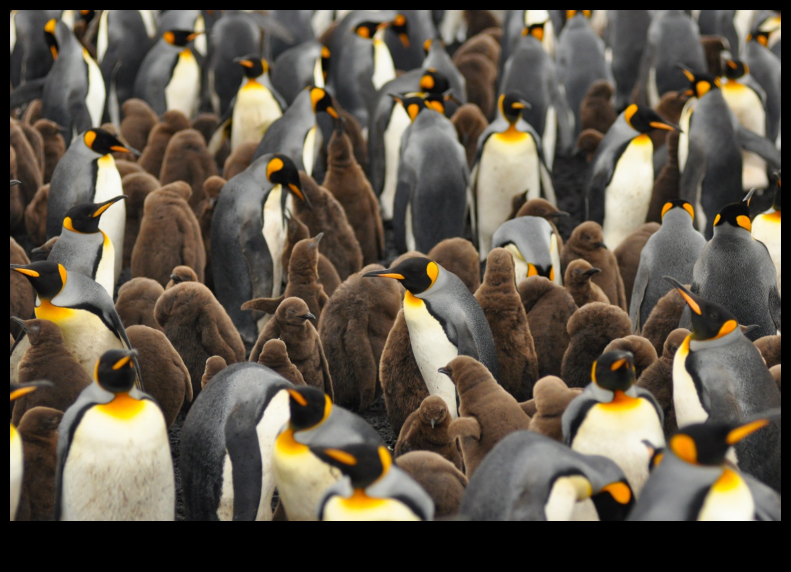 Birder's Paradise: Top Destinations for Bird Watching