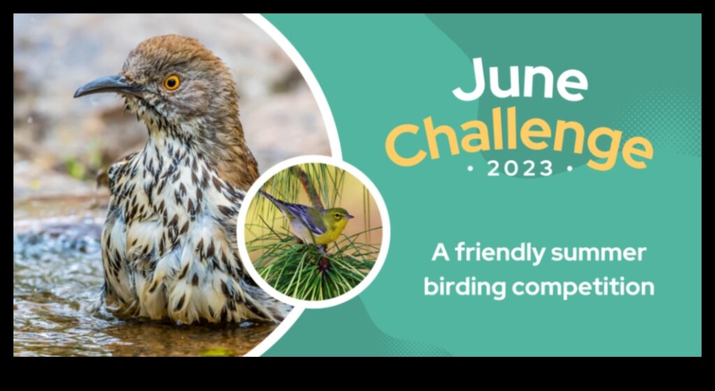 Birding Competitions Continued Exciting Challenges for Dedicated Birders 1
