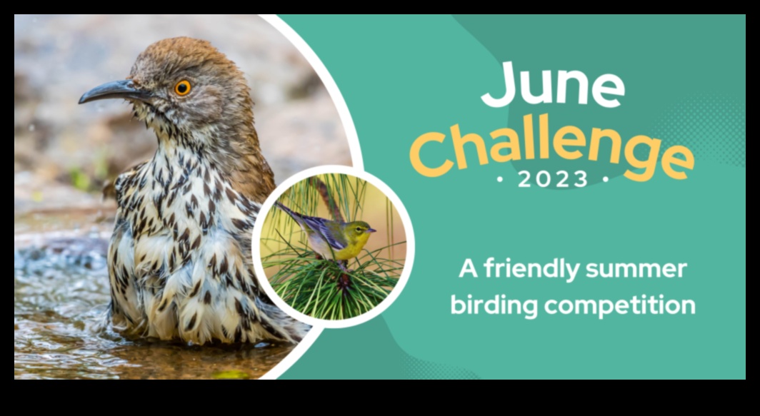Birding Competitions Continued: Exciting Challenges for Dedicated Birders
