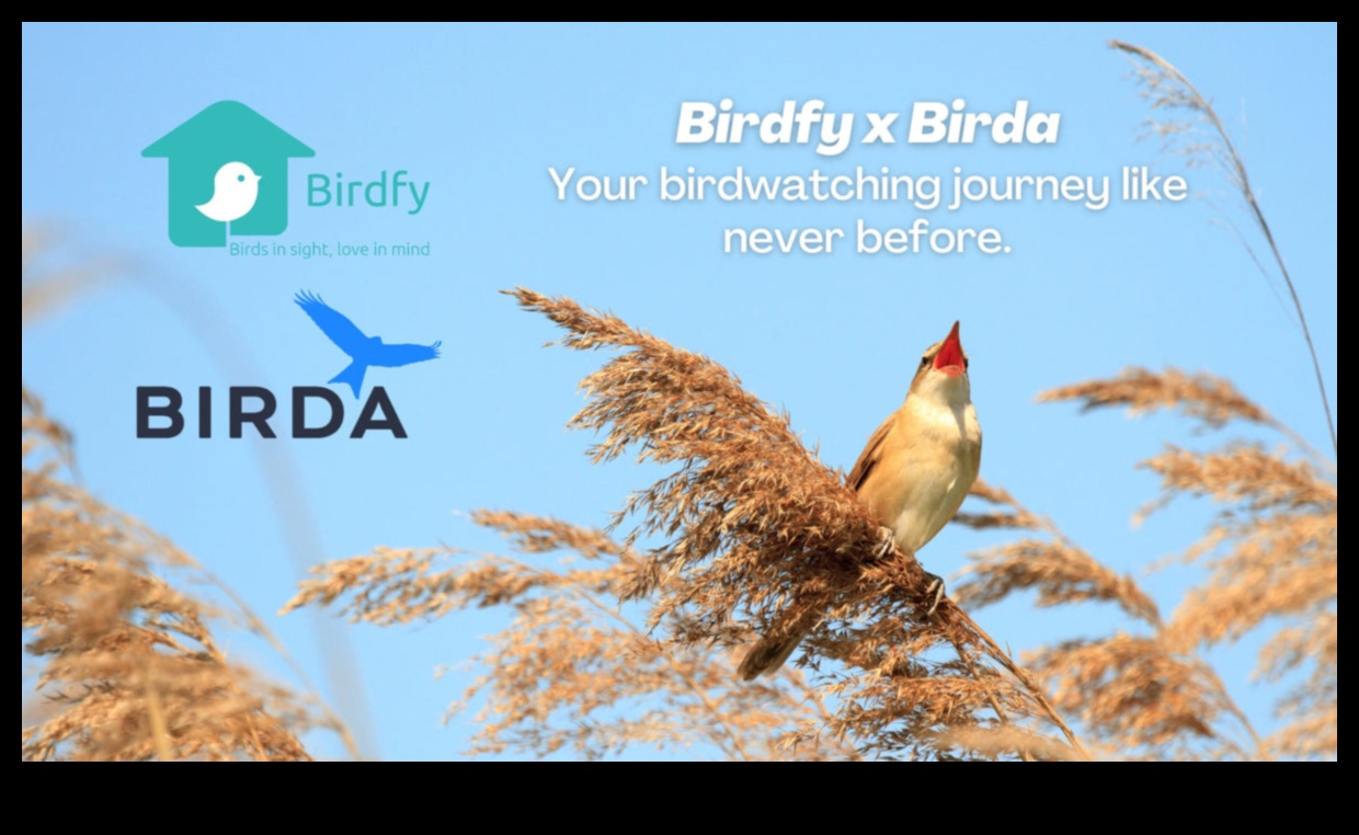 Birding Competitions Continued: Exciting Challenges for Dedicated Birders