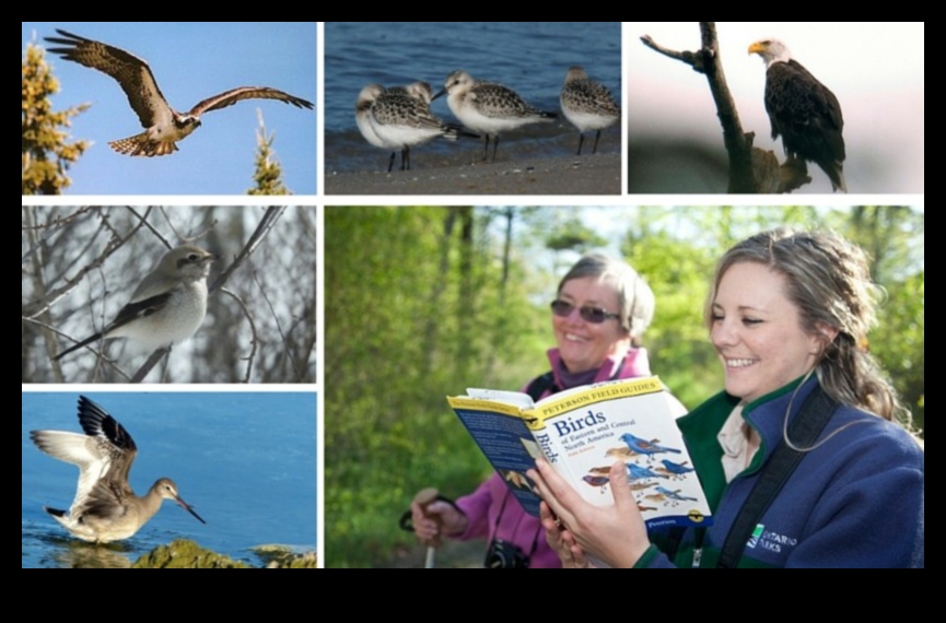 Birding Competitions: Friendly Challenges for Avid Bird Watchers