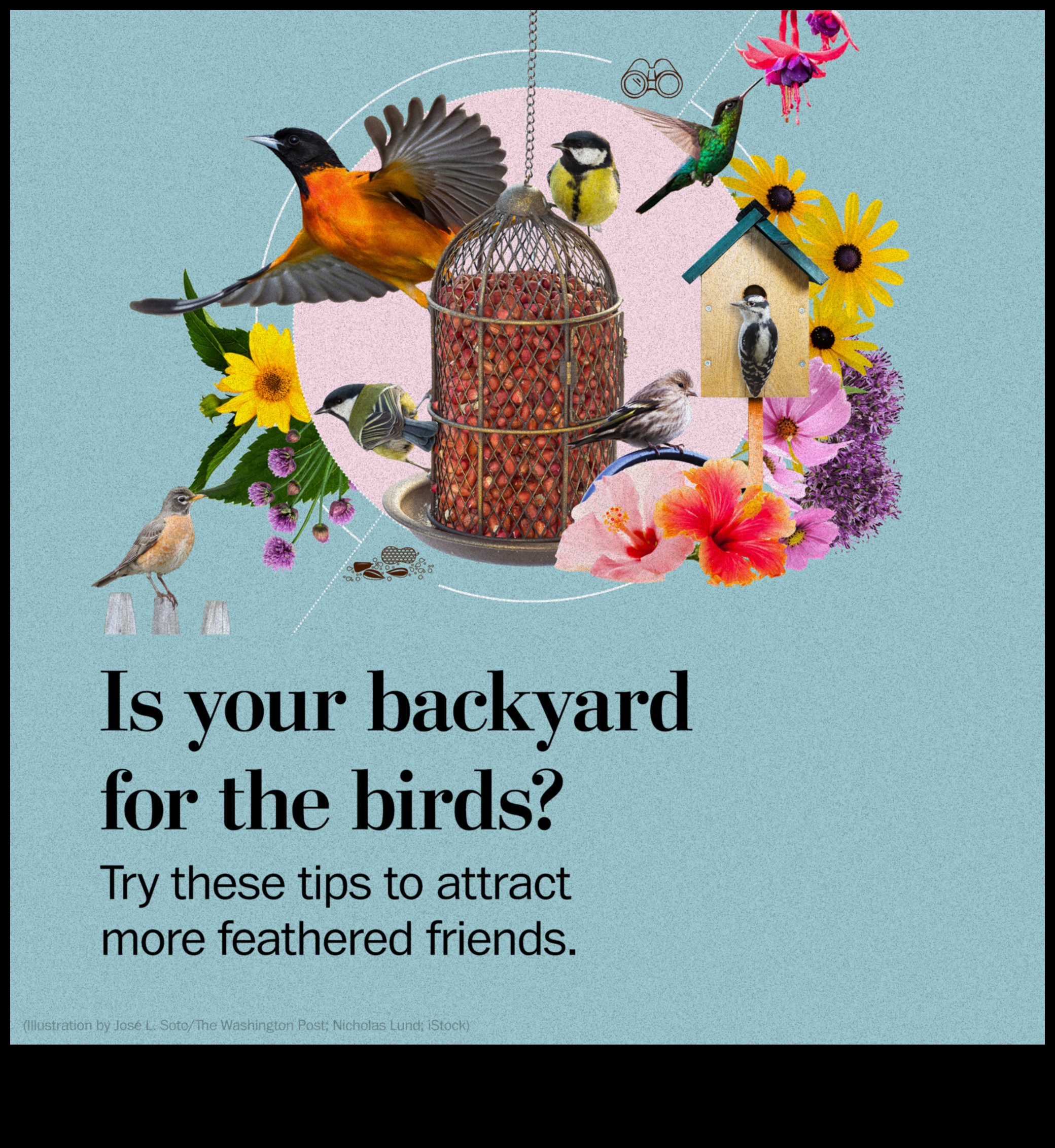 Birding Hacks: Tips and Tricks for an Enhanced Bird Watching Experience