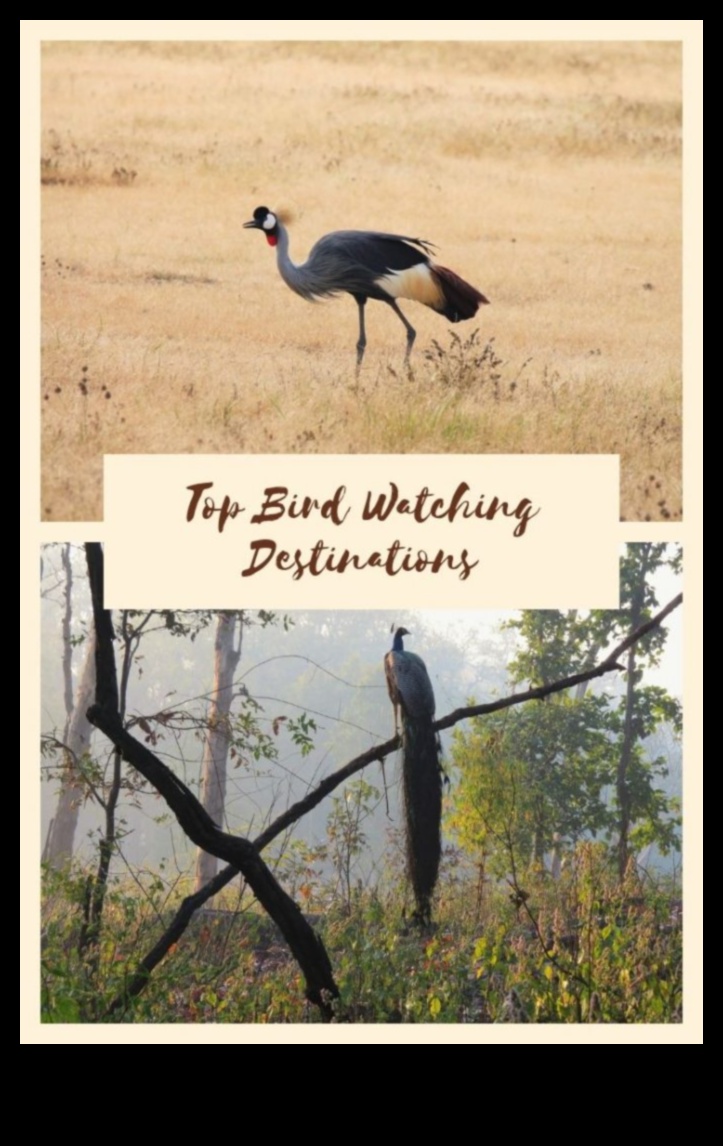 Birding Hotspots: Top Locations for Bird Enthusiasts