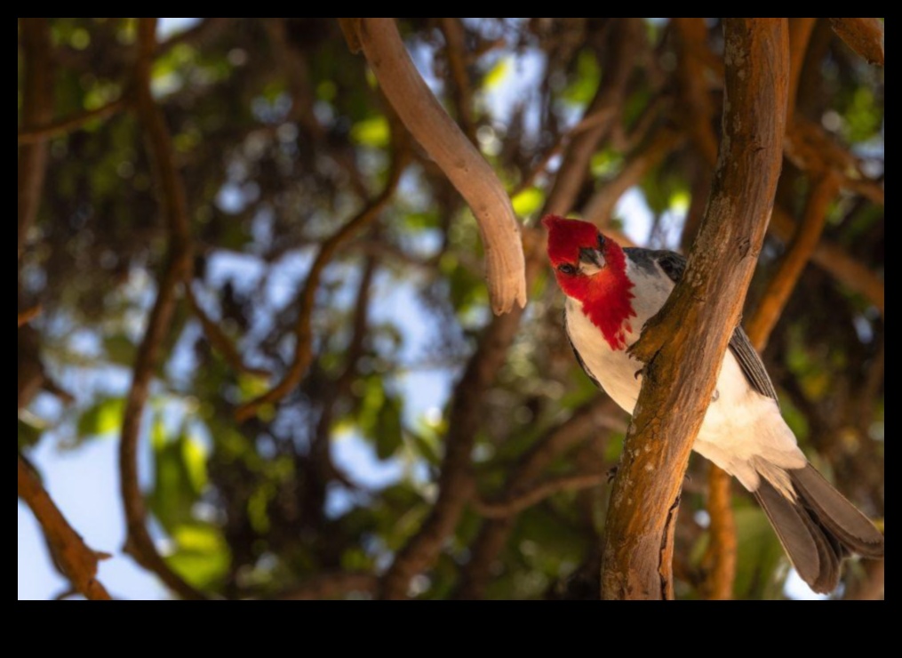 Birding Hotspots: Top Locations for Bird Enthusiasts