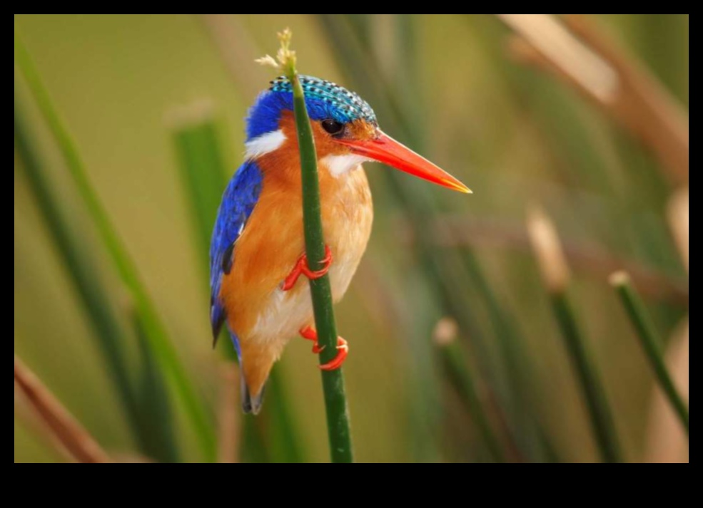 Birding Hotspots: Top Locations for Bird Enthusiasts