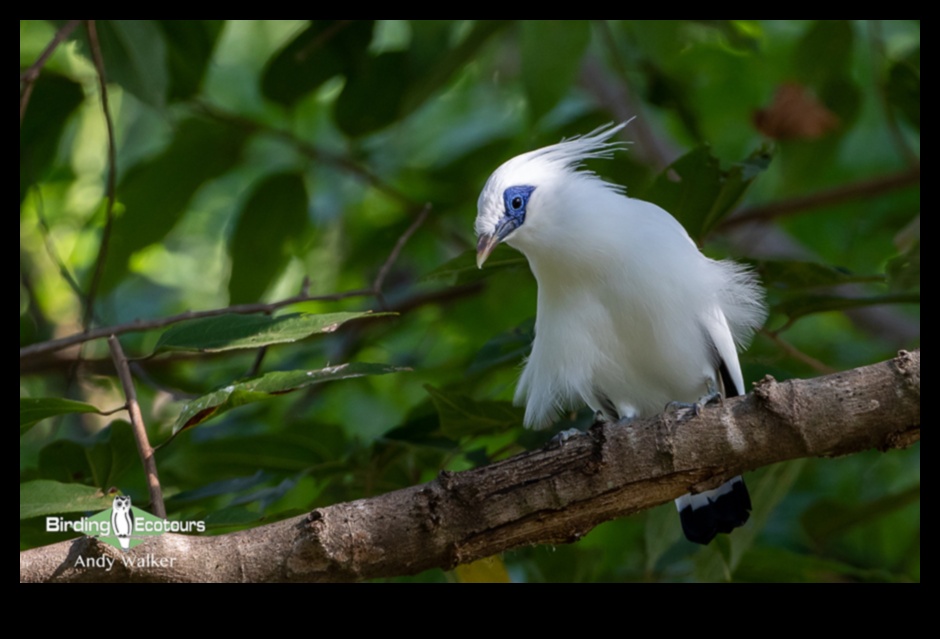 Birding Road Trips Continued: Exploring Remote Corners for Hidden Gems
