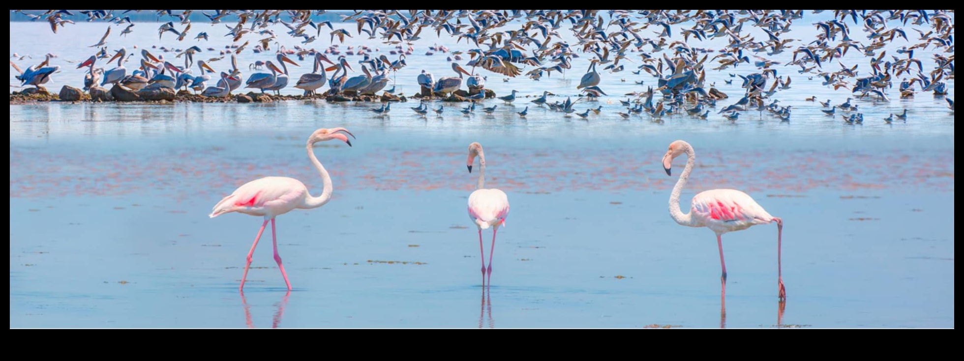Birding Road Trips: Exploring Diverse Habitats for Varied Species
