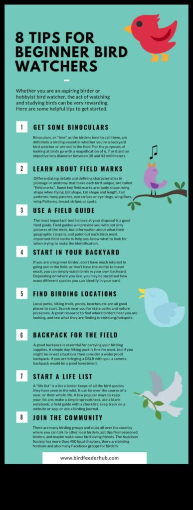 Birding for Beginners Essential Tips for New Bird Watchers 1