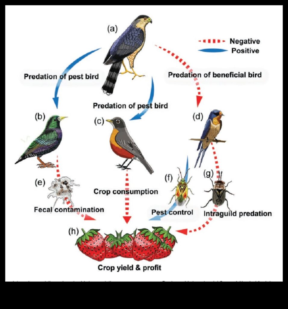 Birds and Agriculture Continued The Role of Birds in Pest Control 1