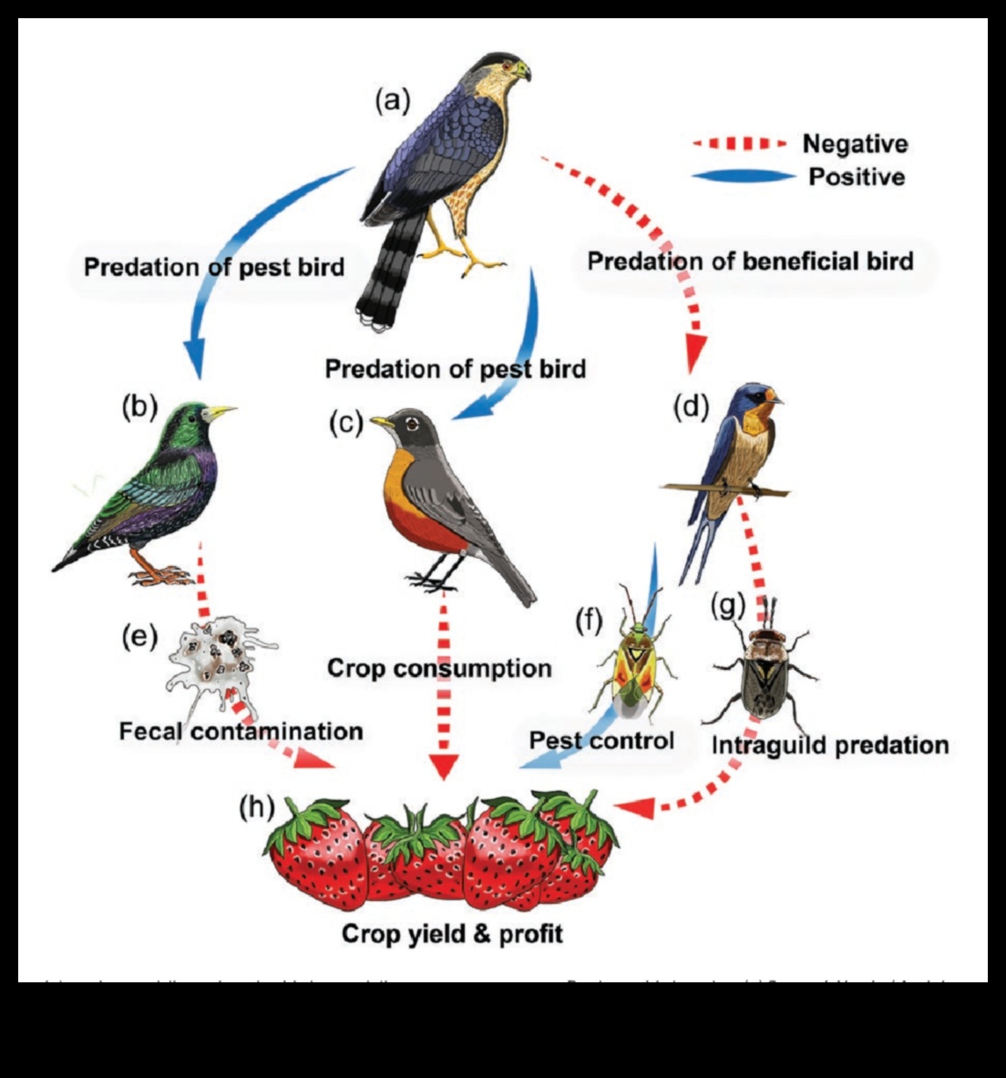 Birds and Agriculture Continued: The Role of Birds in Pest Control