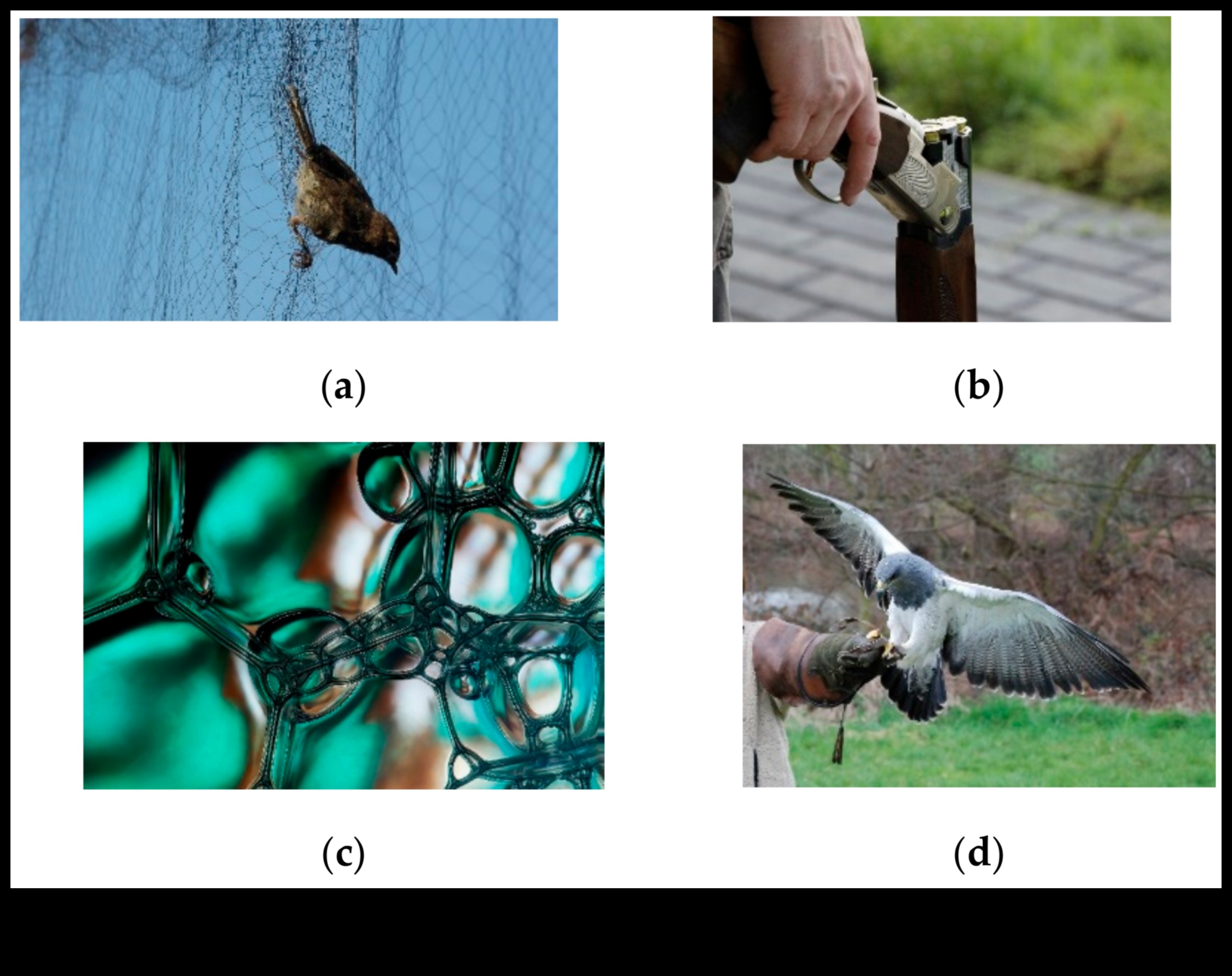 Birds and Agriculture Continued: The Role of Birds in Pest Control