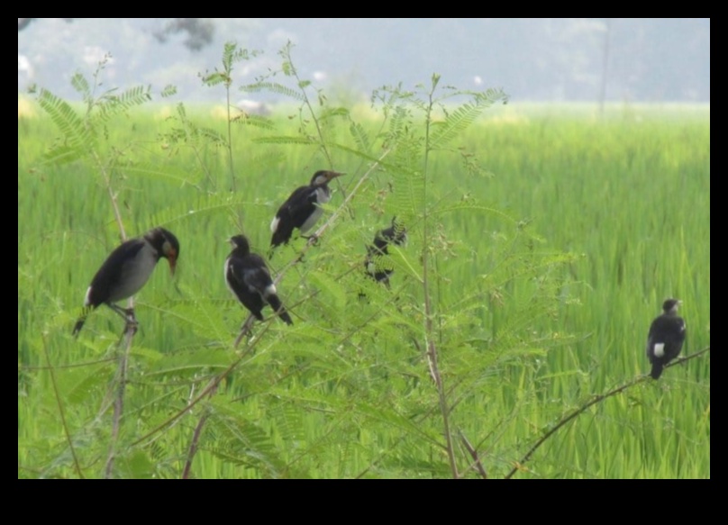 Birds and Agriculture The Impact of Feathery Visitors on Farms 1