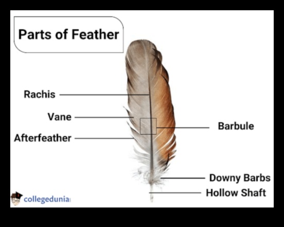 Birds and Folk Medicine Historical Uses of Feathers and Parts 1