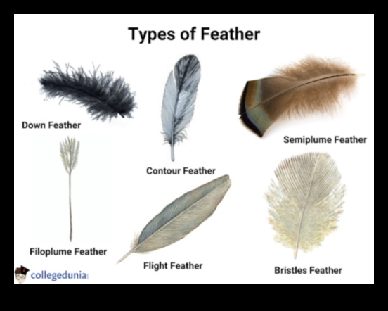 Birds and Folk Medicine: Historical Uses of Feathers and Parts