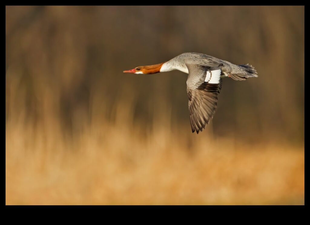 Birds in Flight Continued Mastering the Art of Soaring 1