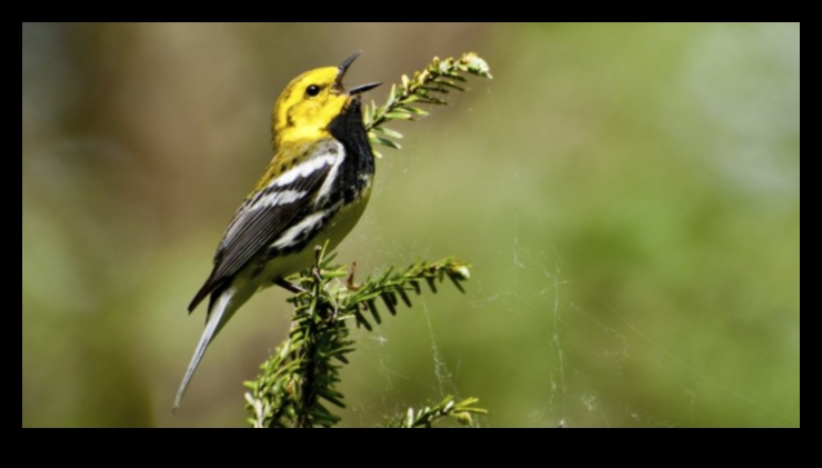 Birdsong Identification: Tips for Recognizing Different Calls