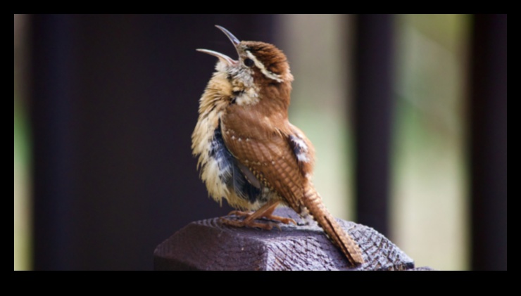 Birdsong Symphony Exploring the Melodies of Different Birds 1