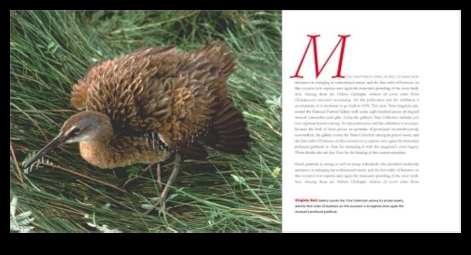 Birdwatcher's Bucket List Rare and Elusive Birds to Spot 1