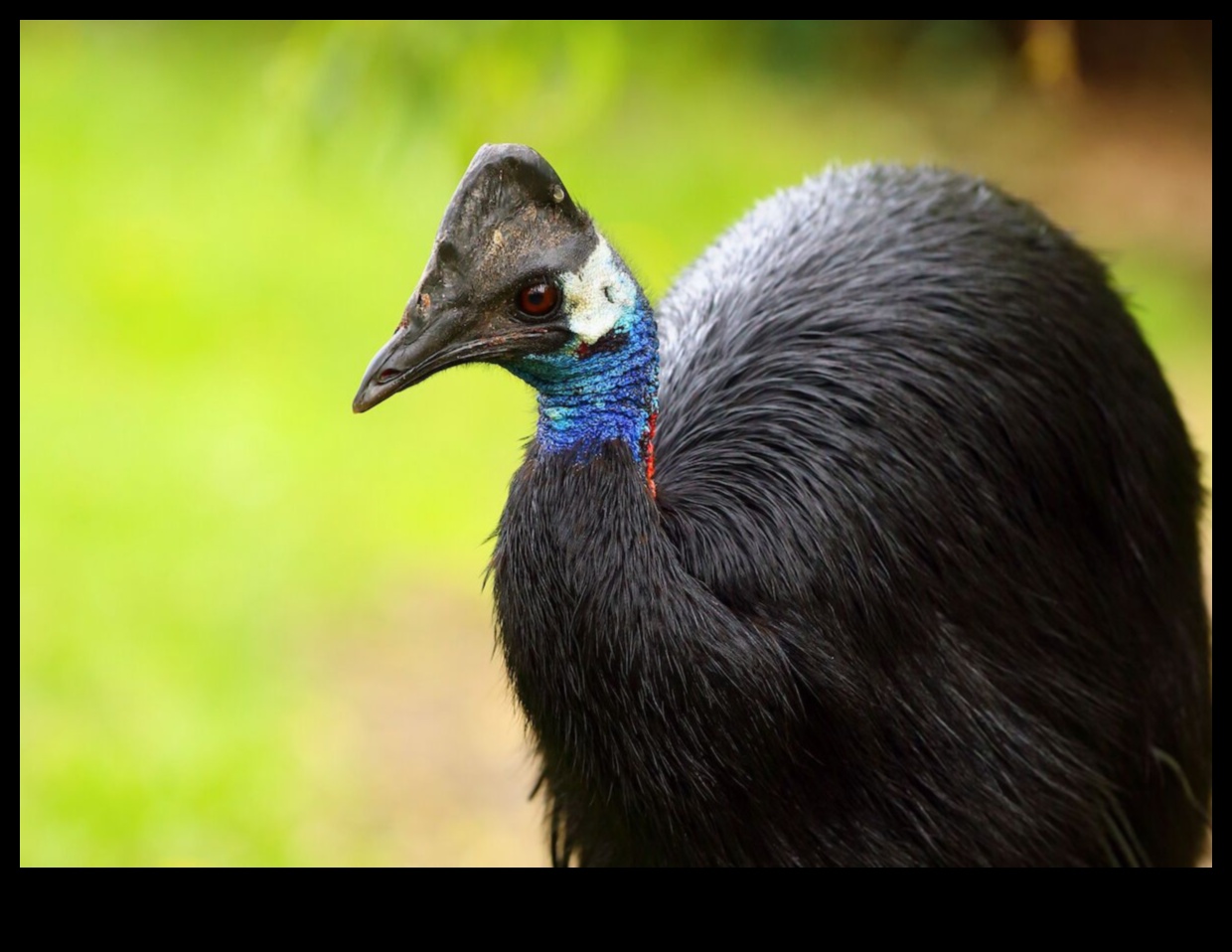 Birdwatcher's Bucket List: Rare and Elusive Birds to Spot