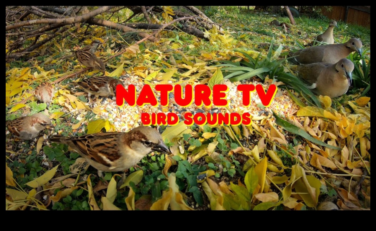 Birdwatching Bonanza: Providing Entertainment for Pet Birds