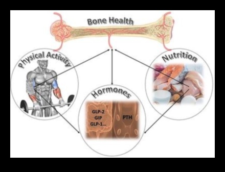 Bone Boost Exercise's Role in Maintaining Skeletal Health and Density 2 Bone Boost: Exercise's Role in Maintaining Skeletal Health and Density