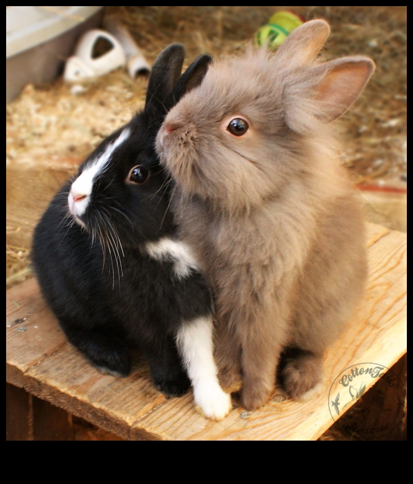 Bunny Bling Continued: Expanding Your Rabbit's Accessory Collection