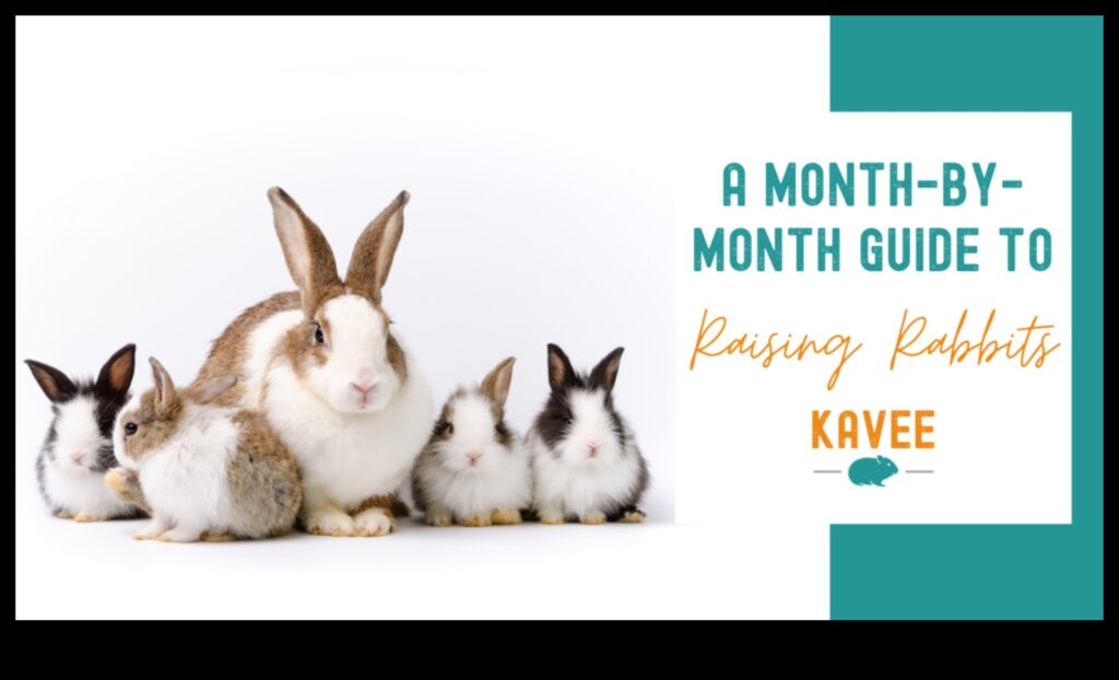 Bunny Bling Continued How to Grow Your Rabbit's Accessory Collection 1