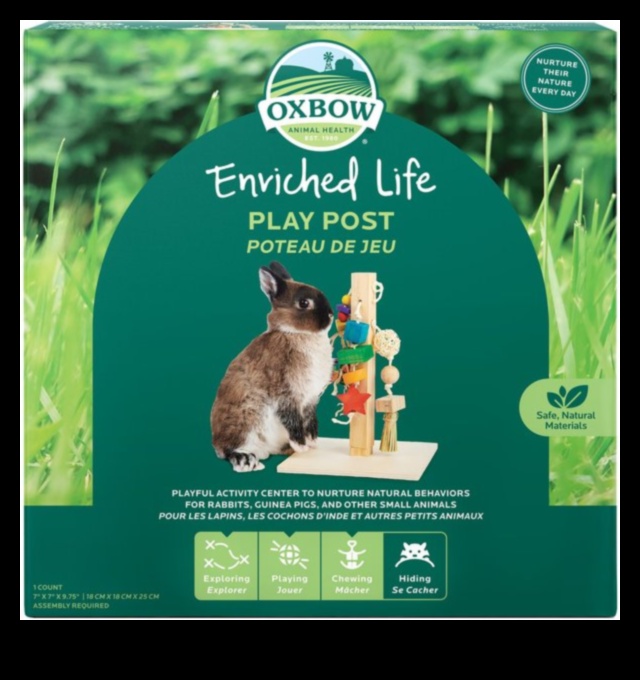 Bunny Bliss: Enriching Activities for Playful Rabbits